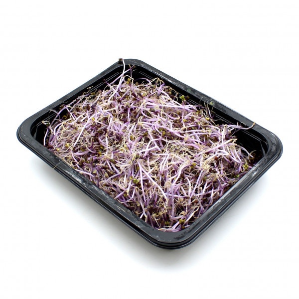 Klíčky kapusty červenej 50g, I. trieda 2