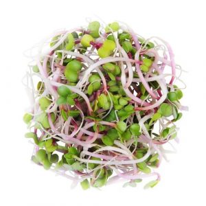 Klíčky china rose 100g 13
