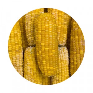 Mrazená Kukurica klasy 10kg Viking Frost 87