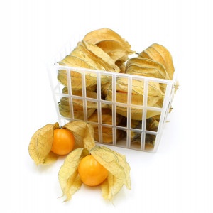 Physalis, I.trieda 24