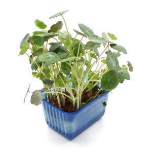 Vňať - Zorri cress 18