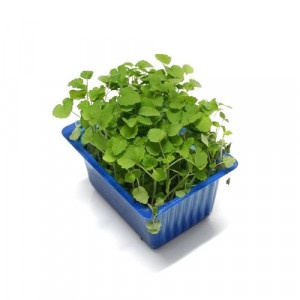 Vňať - Atsina cress vanička 6