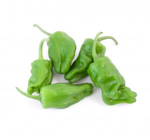 Paprika Padrone ,I.Tr 18