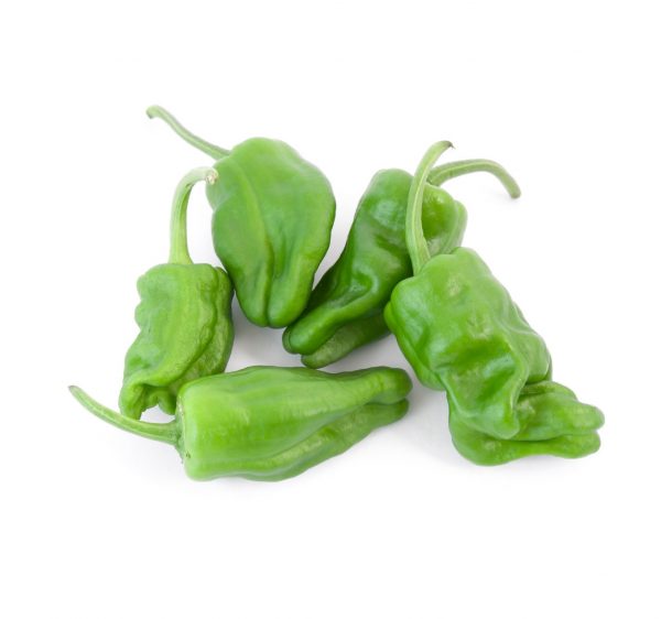 Paprika Padrone ,I.Tr 1