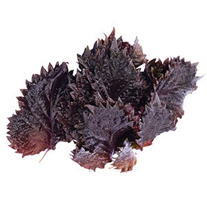 Vňať - Shiso Leaves červené ,I.Tr 10