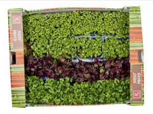 Vňať - Shiso mix vanička ,I.Tr 12