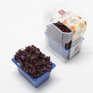 Vňať - Shiso purple vanička ,I.Tr 13