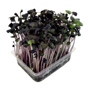 Microgreens Reďkovka fialová, vanička MyGreenBox 13