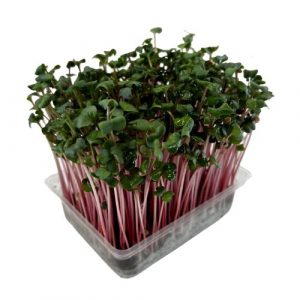 Microgreens Reďkovka ružová, vanička MyGreenBox 12