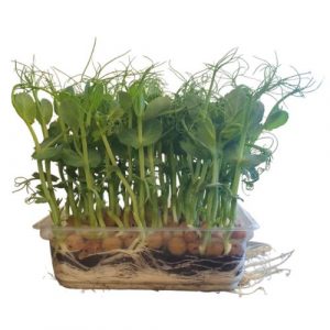 Microgreens Hrášok Pea Foxy, vanička MyGreenBox 11