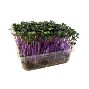 Microgreens Kaleráb ružový, vanička MyGreenBox 1 Microgreens Kaleráb ružový, vanička MyGreenBox 1