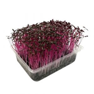 Microgreens Amarant červený, vanička MyGreenBox 63 Microgreens Amarant červený, vanička MyGreenBox 63
