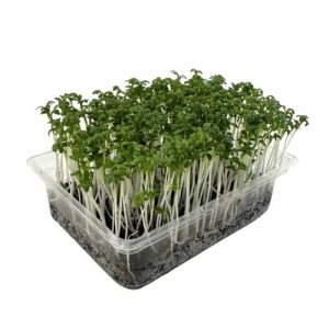 Microgreens Žerucha, vanička MyGreenBox 16