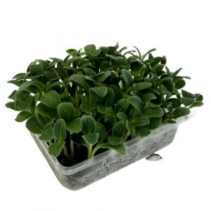 Microgreens Borák, vanička MyGreenBox 2