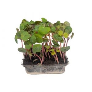 Microgreens Kapucínka, vanička MyGreenBox 7