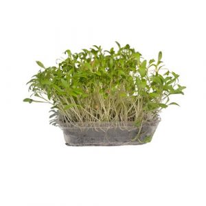 Microgreens Koriander, vanička MyGreenBox 8